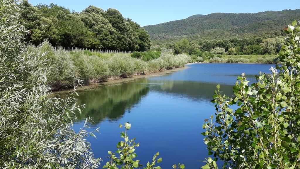 Salamandrine di Maremma